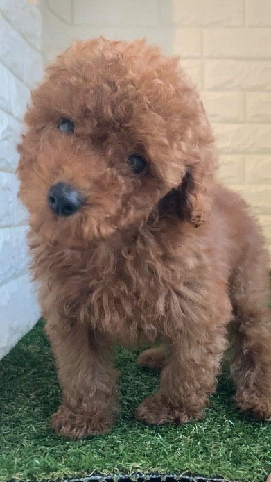 東京都のトイプードル(タイニー) (ペットショップcoco東京港区店/2025年8月17日生まれ/男の子/レッド)の子犬