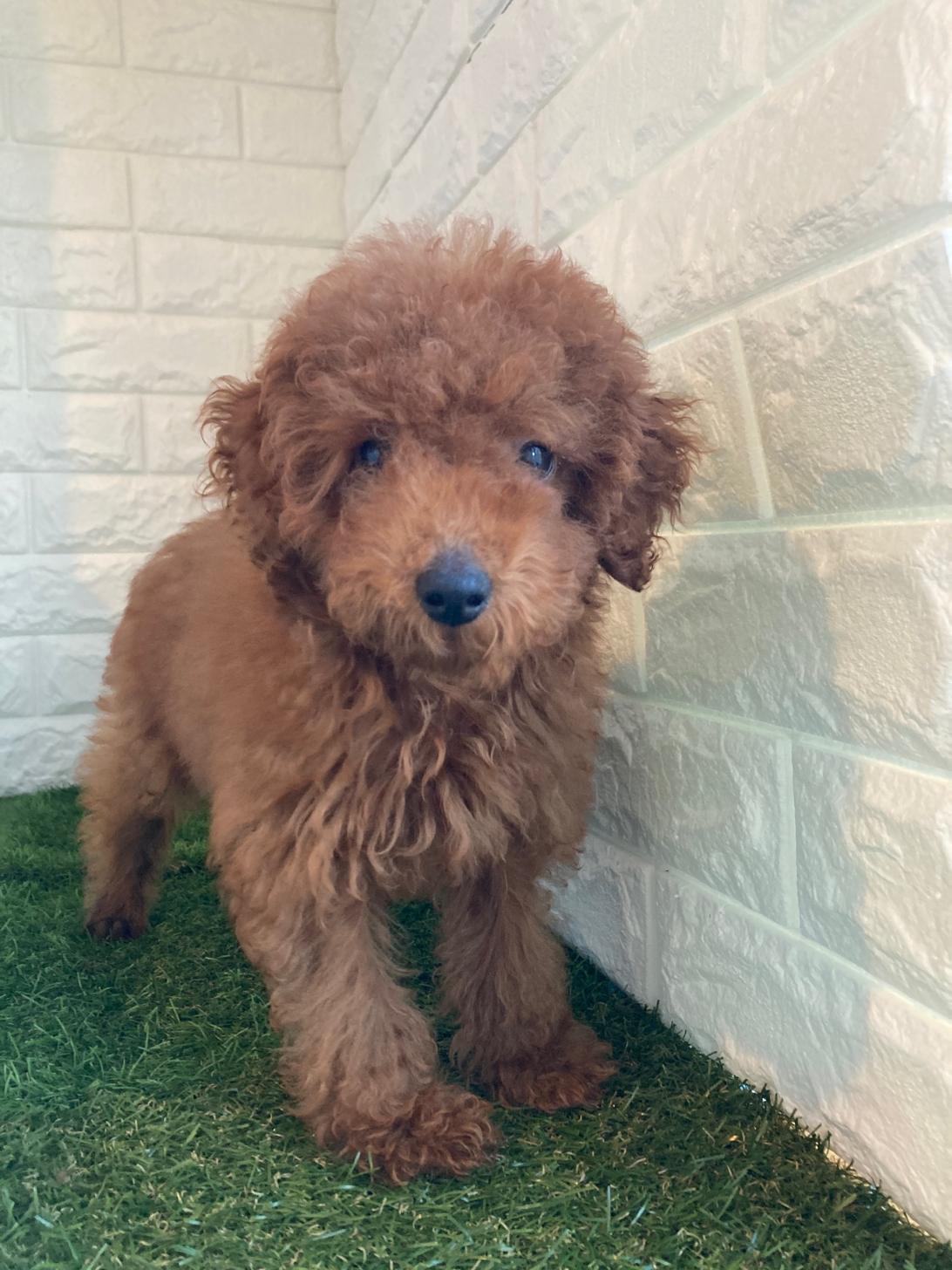 東京都のトイプードル(タイニー) (ペットショップcoco東京港区店/2025年8月17日生まれ/男の子/レッド)の子犬