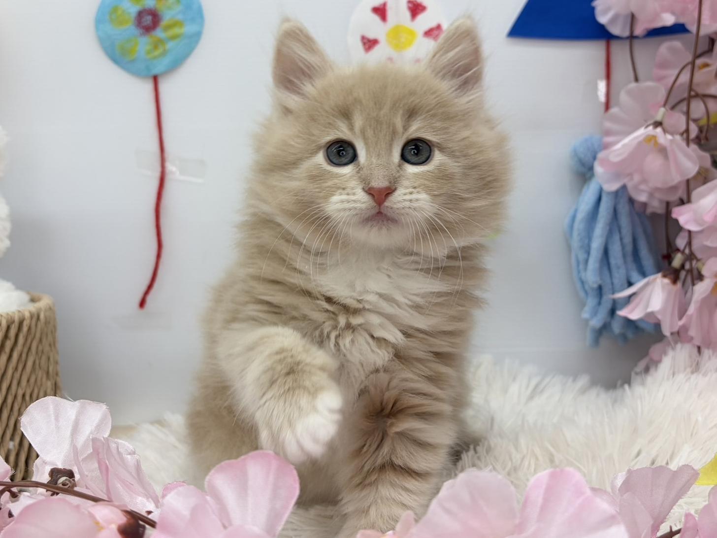 北海道のサイベリアン (ラブワンコ カインズ大曲店/2026年1月27日生まれ/男の子/クリームタビーホワイト)の子猫の1枚目の画像