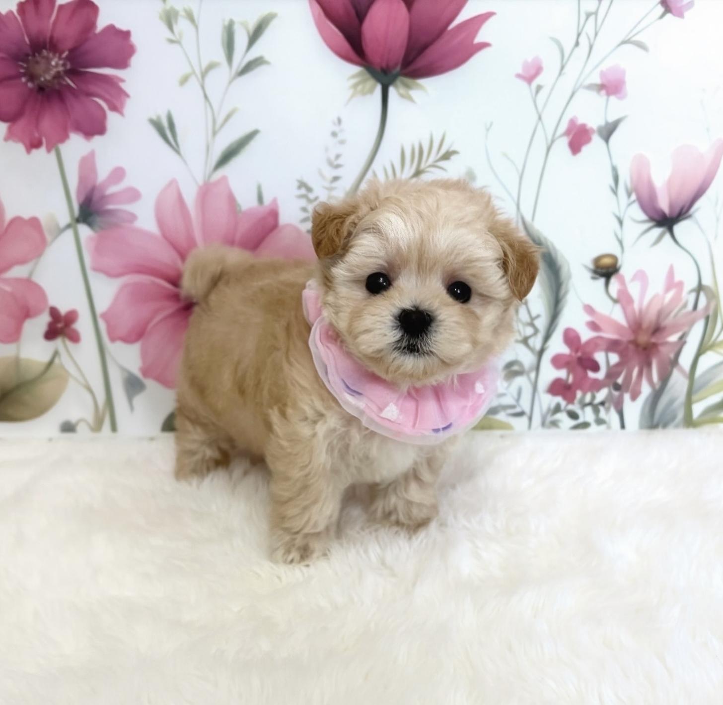 福岡県のマルプー(マルチーズ×プードル) (ぱぴぷぺっと福岡店/2025年10月24日生まれ/女の子/クリーム)の子犬の1枚目の画像