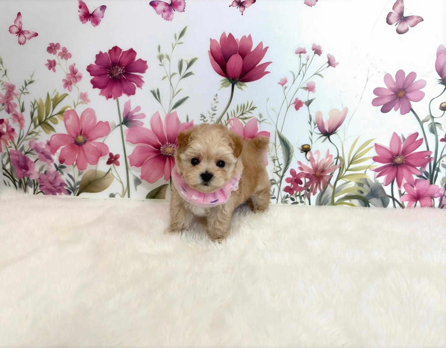 福岡県のマルプー(マルチーズ×プードル) (ぱぴぷぺっと福岡店/2025年10月24日生まれ/女の子/クリーム)の子犬の2枚目の画像