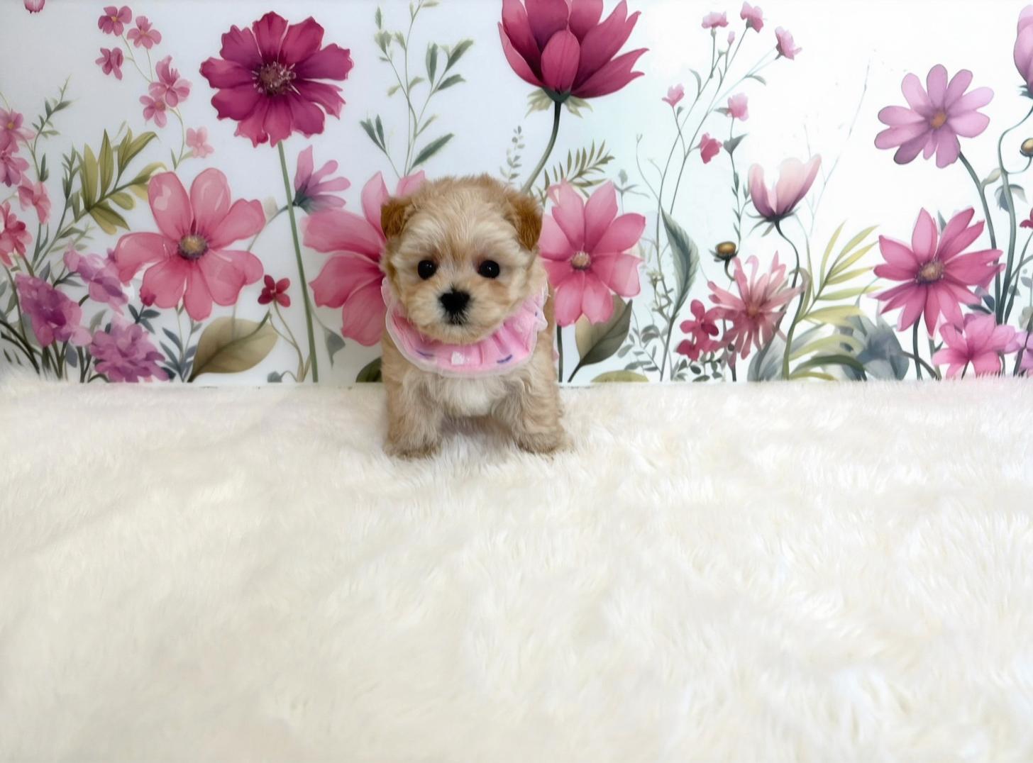 福岡県のマルプー(マルチーズ×プードル) (ぱぴぷぺっと福岡店/2025年10月24日生まれ/女の子/クリーム)の子犬の3枚目の画像