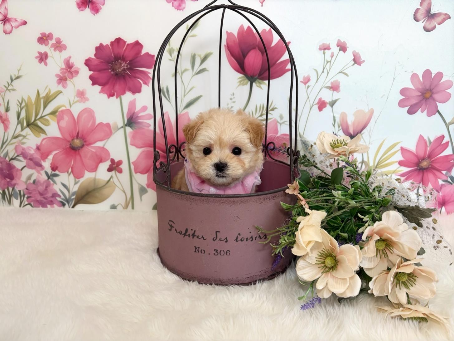 福岡県のマルプー(マルチーズ×プードル) (ぱぴぷぺっと福岡店/2025年10月24日生まれ/女の子/クリーム)の子犬の4枚目の画像