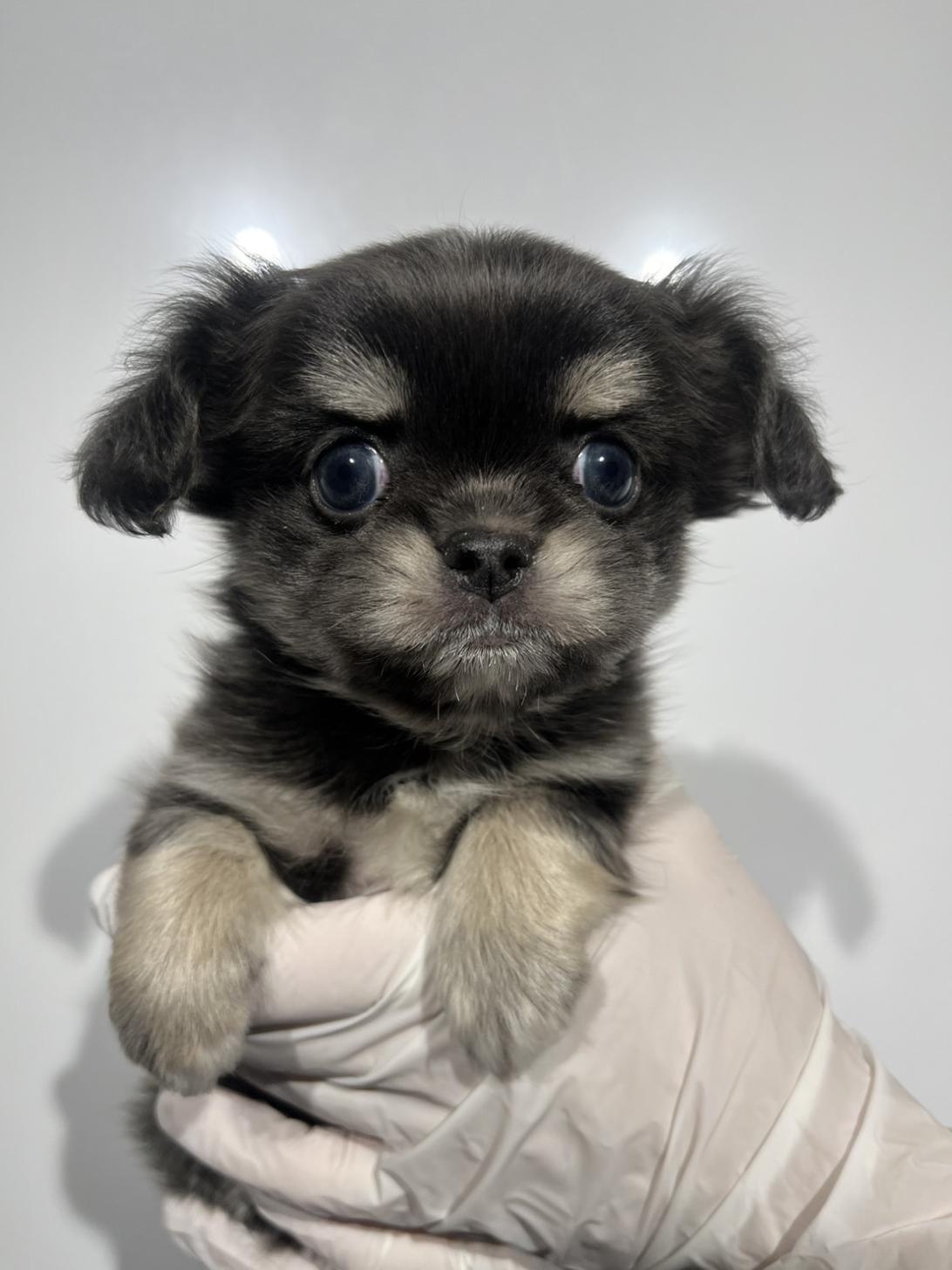 埼玉県のチワペキ/ペキチー/ペキチワ(チワワ×ペキニーズ) (ペッツスマイル南中野店/2025年10月2日生まれ/男の子/ブルークリーム)の子犬の1枚目の画像