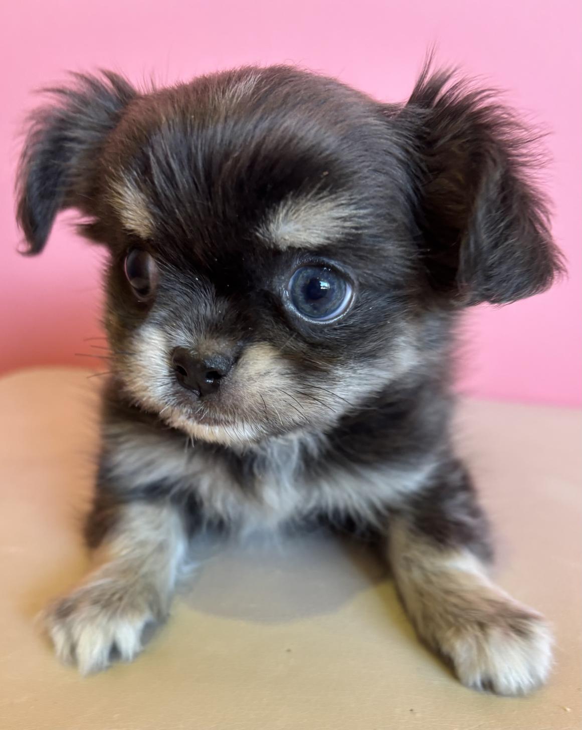 埼玉県のチワペキ/ペキチー/ペキチワ(チワワ×ペキニーズ) (ペッツスマイル南中野店/2025年10月2日生まれ/男の子/ブルークリーム)の子犬の1枚目の画像