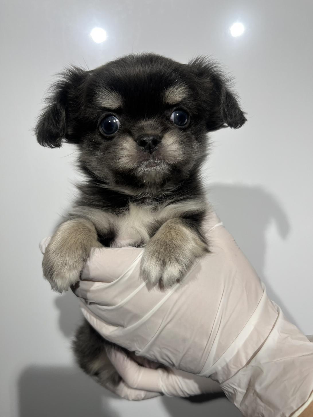 埼玉県のチワペキ/ペキチー/ペキチワ(チワワ×ペキニーズ) (ペッツスマイル南中野店/2025年10月2日生まれ/男の子/ブルークリーム)の子犬の2枚目の画像