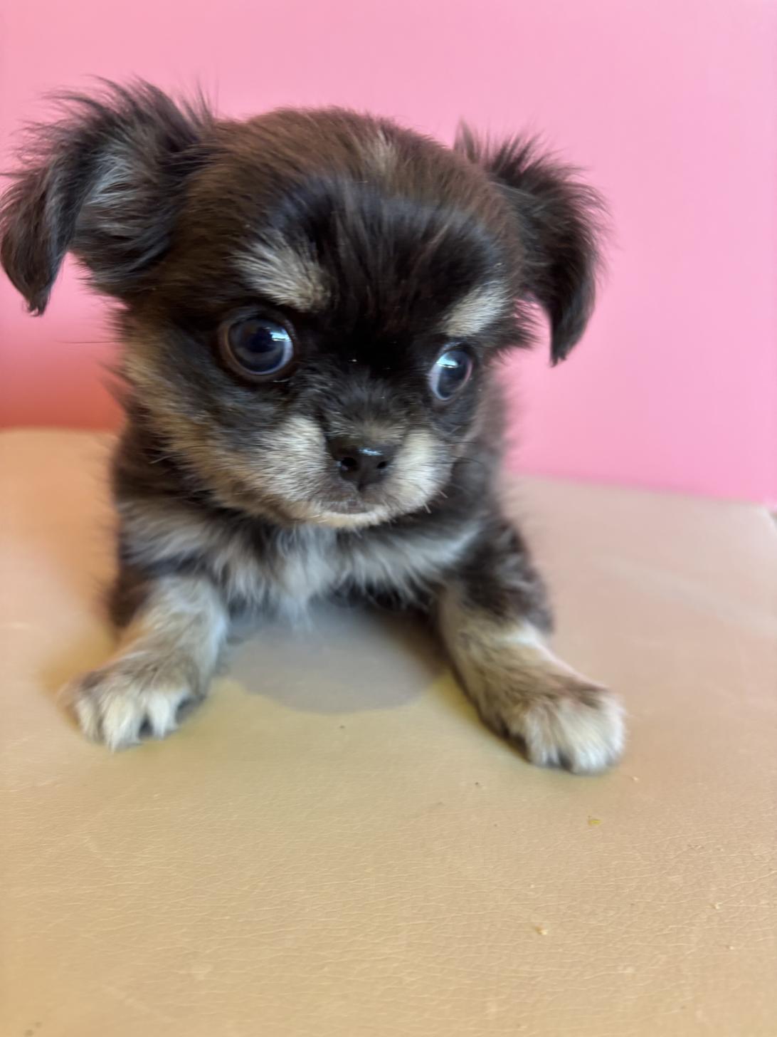 埼玉県のチワペキ/ペキチー/ペキチワ(チワワ×ペキニーズ) (ペッツスマイル南中野店/2025年10月2日生まれ/男の子/ブルークリーム)の子犬の2枚目の画像