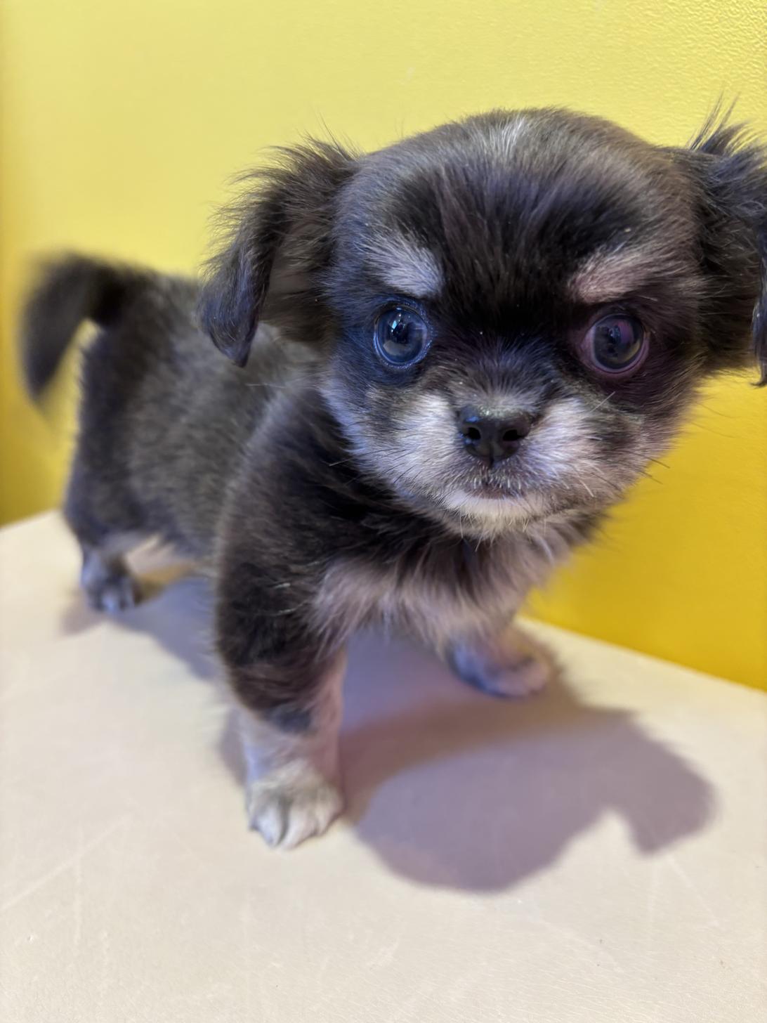 埼玉県のチワペキ/ペキチー/ペキチワ(チワワ×ペキニーズ) (ペッツスマイル南中野店/2025年10月2日生まれ/男の子/ブルークリーム)の子犬の3枚目の画像