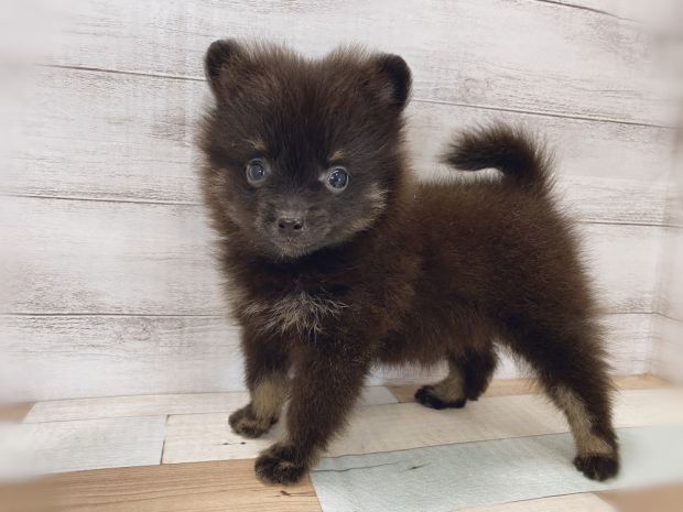 新潟県のポメラニアン (竹内ペット 新津本店/2026年5月12日生まれ/女の子/ブラックタン)の子犬の1枚目の画像
