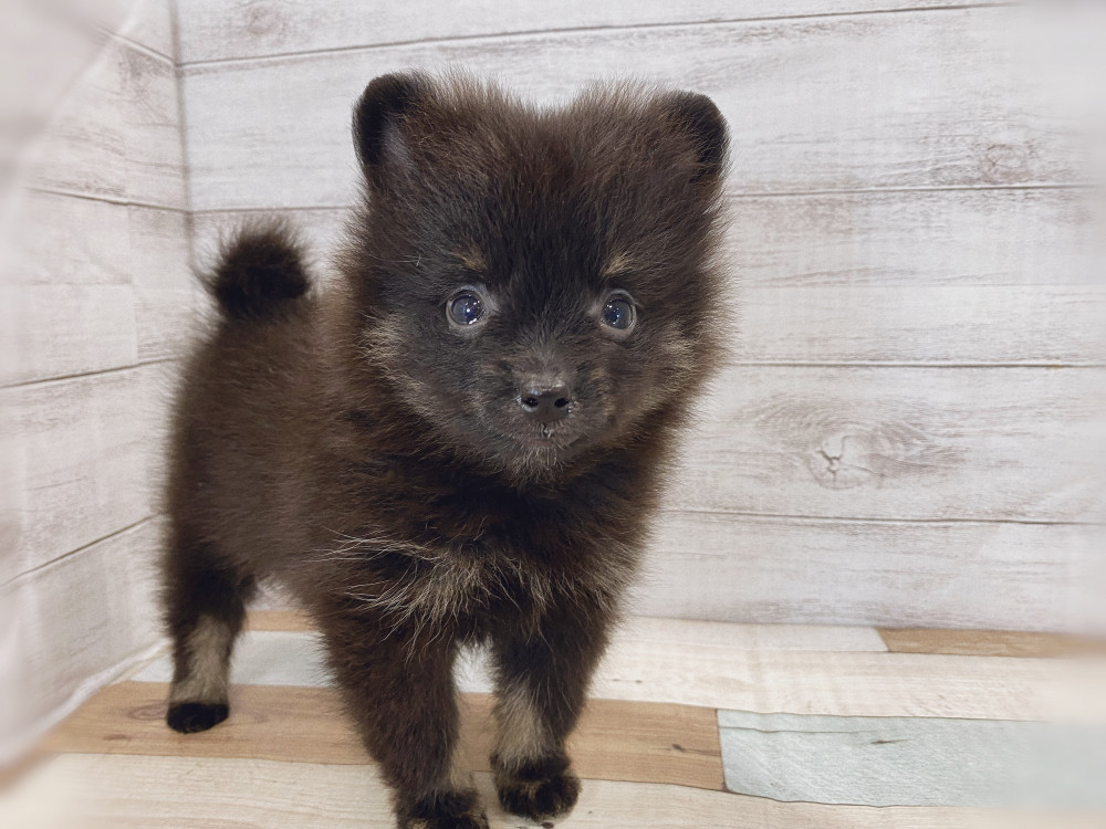 新潟県のポメラニアン (竹内ペット 新津本店/2026年5月12日生まれ/女の子/ブラックタン)の子犬の2枚目の画像