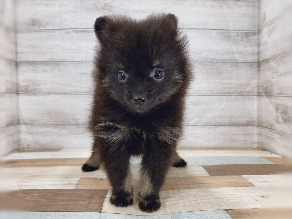新潟県のポメラニアン (竹内ペット 新津本店/2026年5月12日生まれ/女の子/ブラックタン)の子犬の3枚目の画像