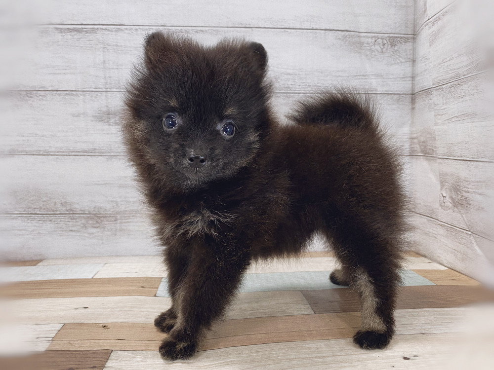 新潟県のポメラニアン (竹内ペット 新津本店/2026年5月12日生まれ/女の子/ブラックタン)の子犬の4枚目の画像