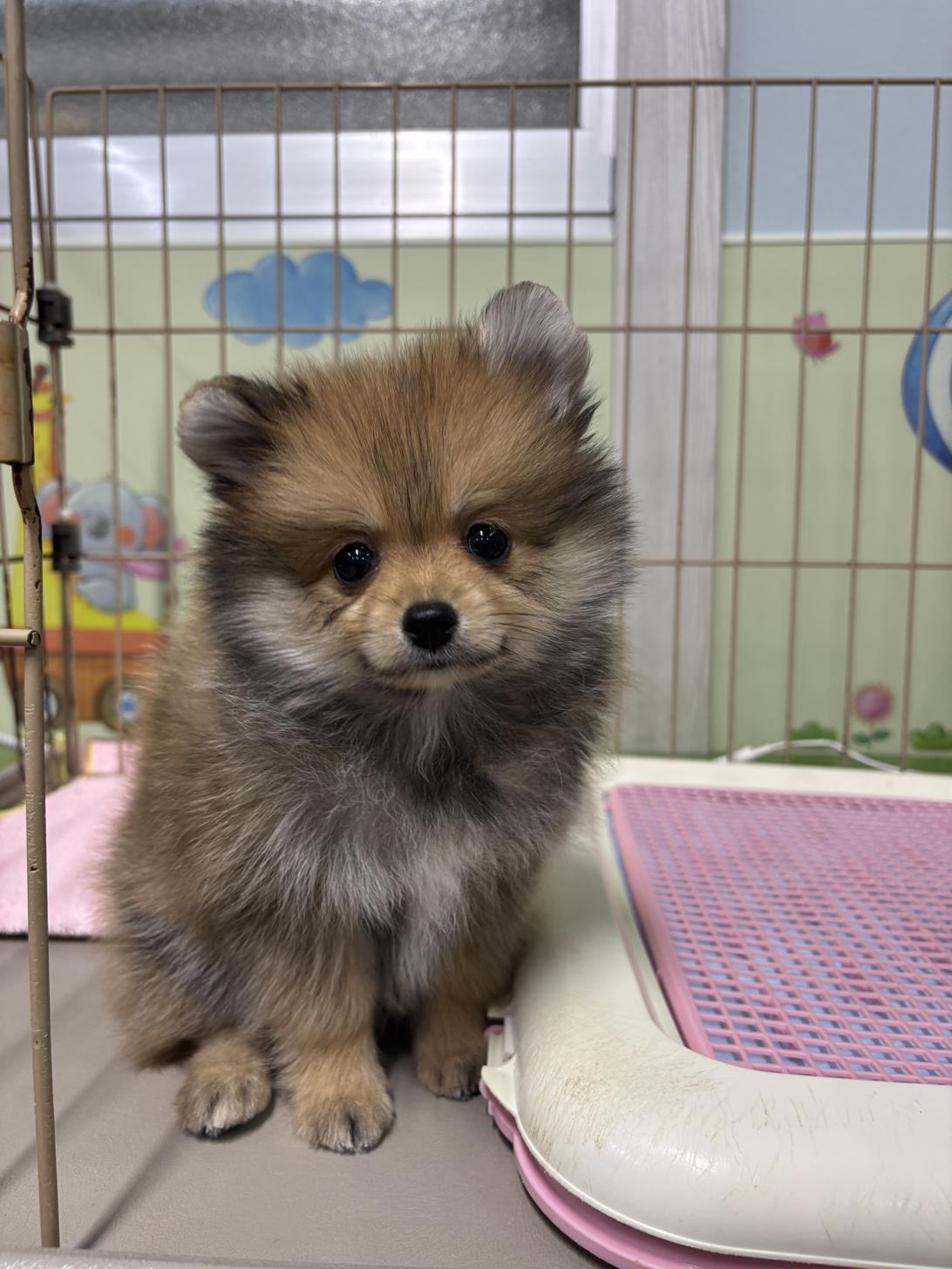 愛知県のポメラニアン (子いぬの足あと/2025年9月17日生まれ/女の子/オレンジ)の子犬