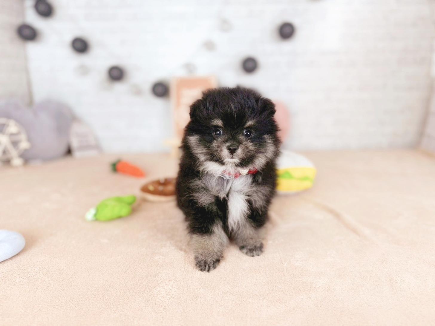 北海道のポメラニアン (ペットショップだんぼ/2025年11月14日生まれ/女の子/ブラックタン)の子犬の1枚目の画像