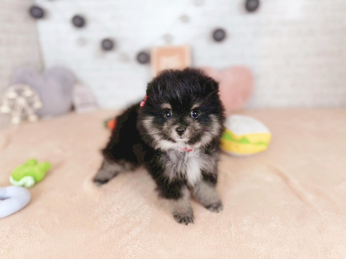 北海道のポメラニアン (ペットショップだんぼ/2025年11月14日生まれ/女の子/ブラックタン)の子犬の2枚目の画像