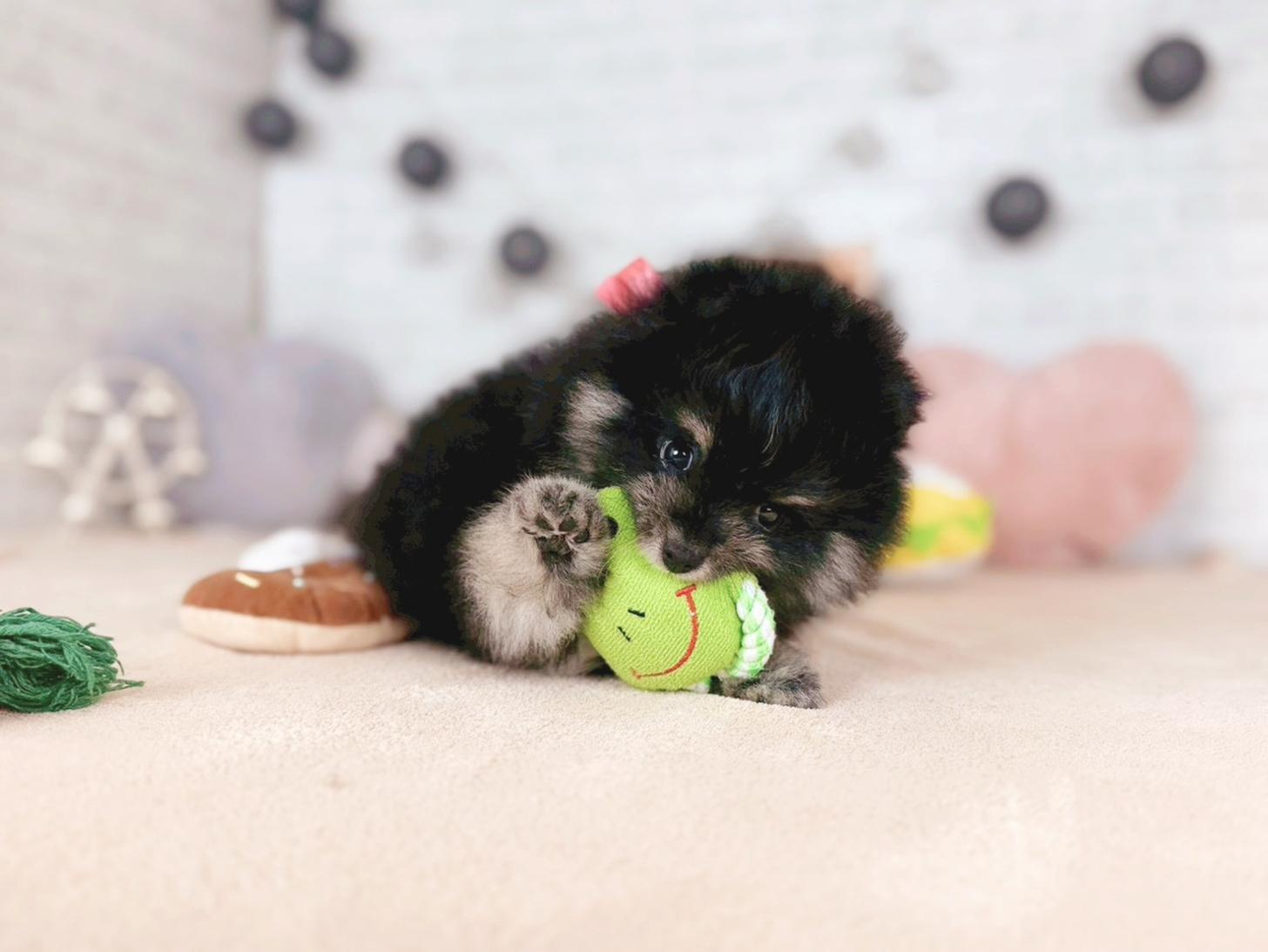 北海道のポメラニアン (ペットショップだんぼ/2025年11月14日生まれ/女の子/ブラックタン)の子犬の3枚目の画像