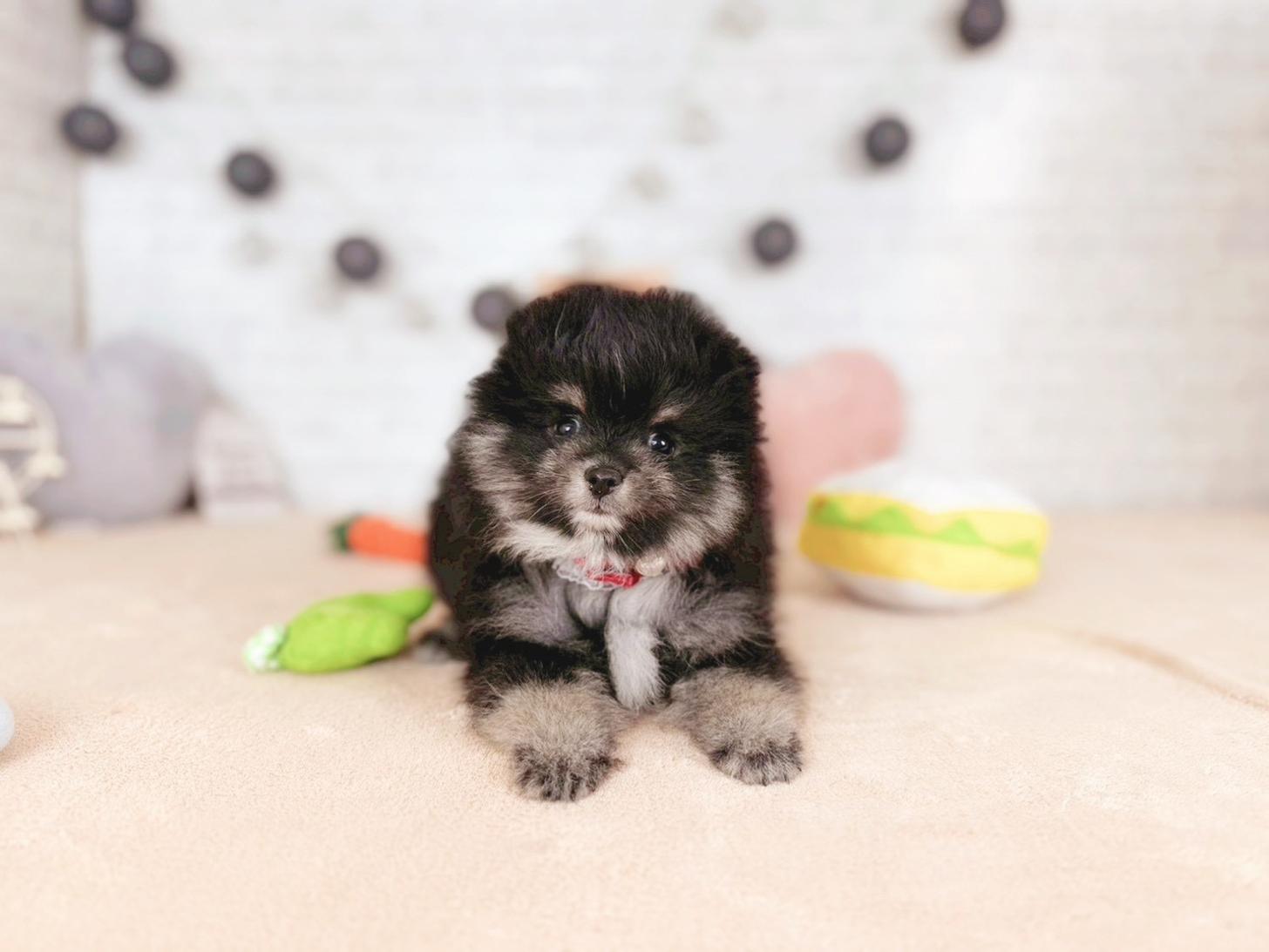 北海道のポメラニアン (ペットショップだんぼ/2025年11月14日生まれ/女の子/ブラックタン)の子犬の4枚目の画像