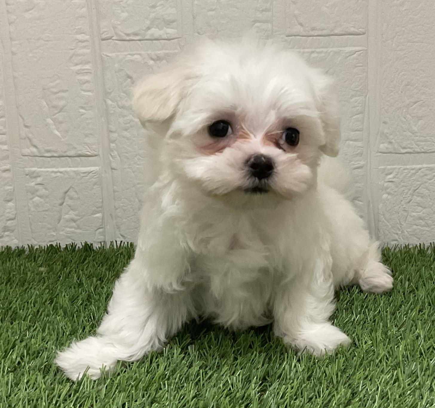 佐賀県のマルチーズ (ドッグズホーム佐賀店/2026年2月1日生まれ/女の子/ホワイト)の子犬