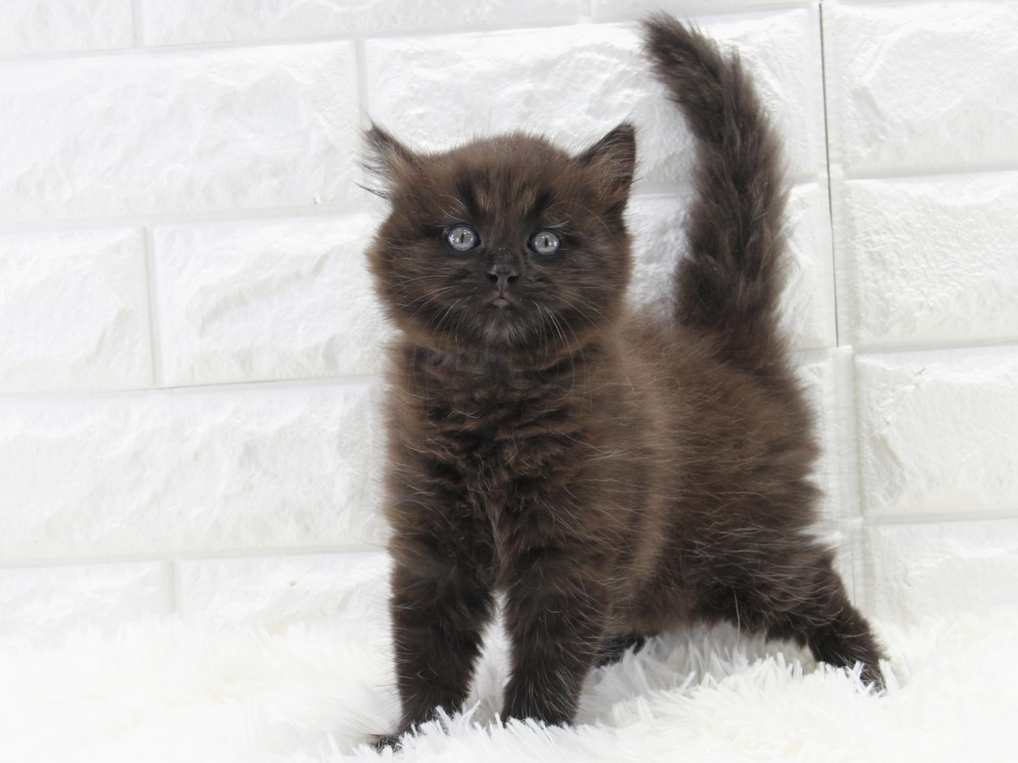 愛知県のサイベリアン (猫福家 名古屋南店/2025年10月11日生まれ/男の子/ブラック)の子猫の2枚目の画像