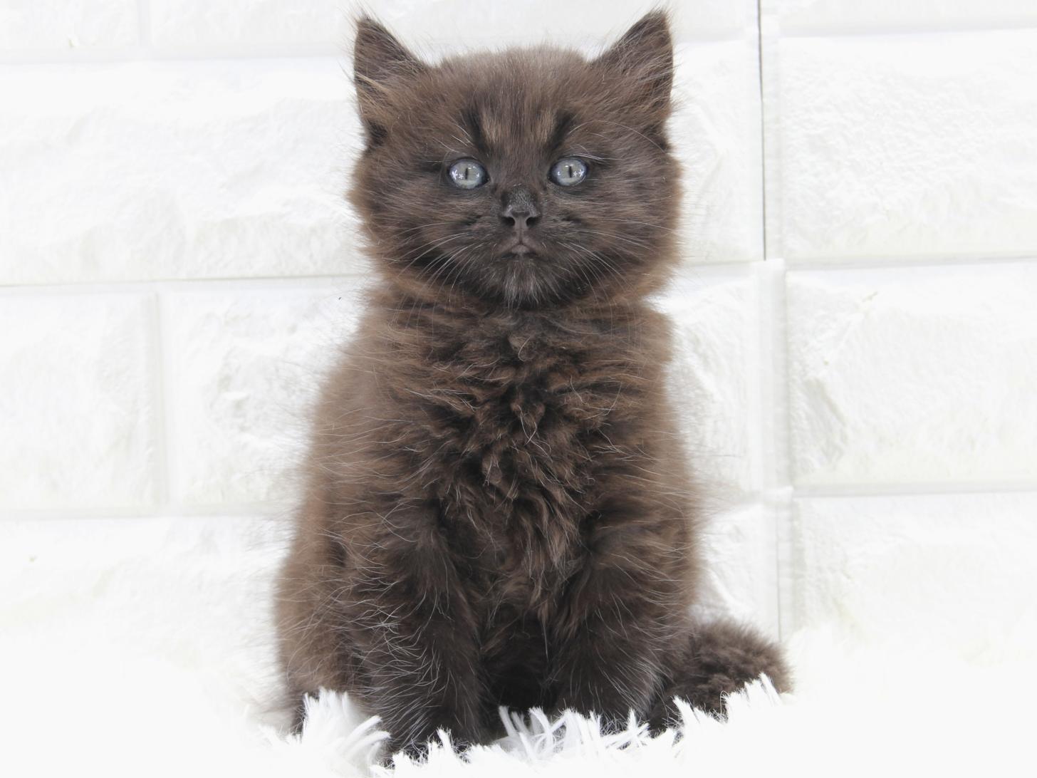 愛知県のサイベリアン (猫福家 名古屋南店/2025年10月11日生まれ/男の子/ブラック)の子猫の3枚目の画像