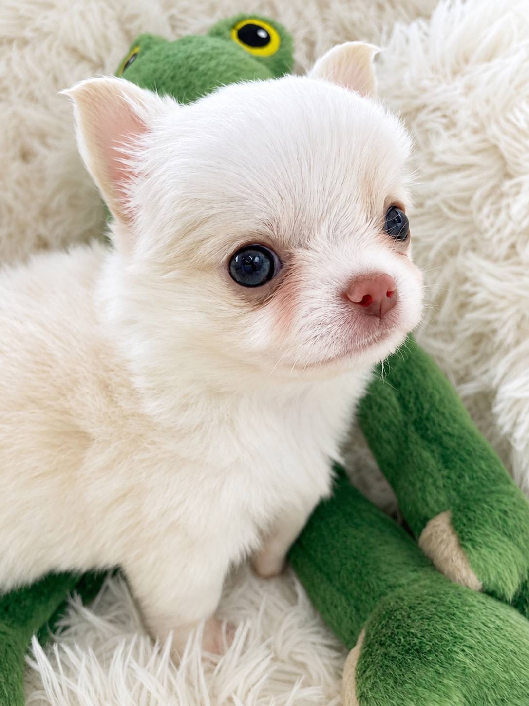 北海道のチワワ(ロング) (PETSHOP&SALON PU-PU-PU-/2026年6月24日生まれ/男の子/クリーム)の子犬の1枚目の画像