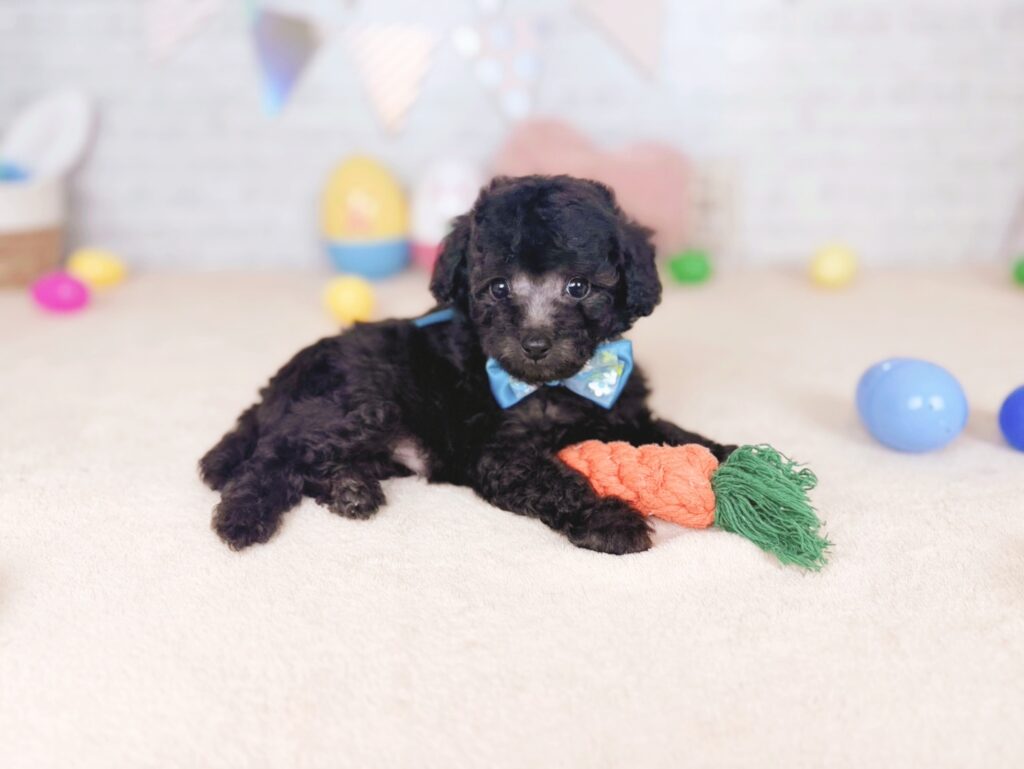 北海道のトイプードル(トイ) (ペットショップだんぼ/2026年6月4日生まれ/男の子/シルバー)の子犬の4枚目の画像