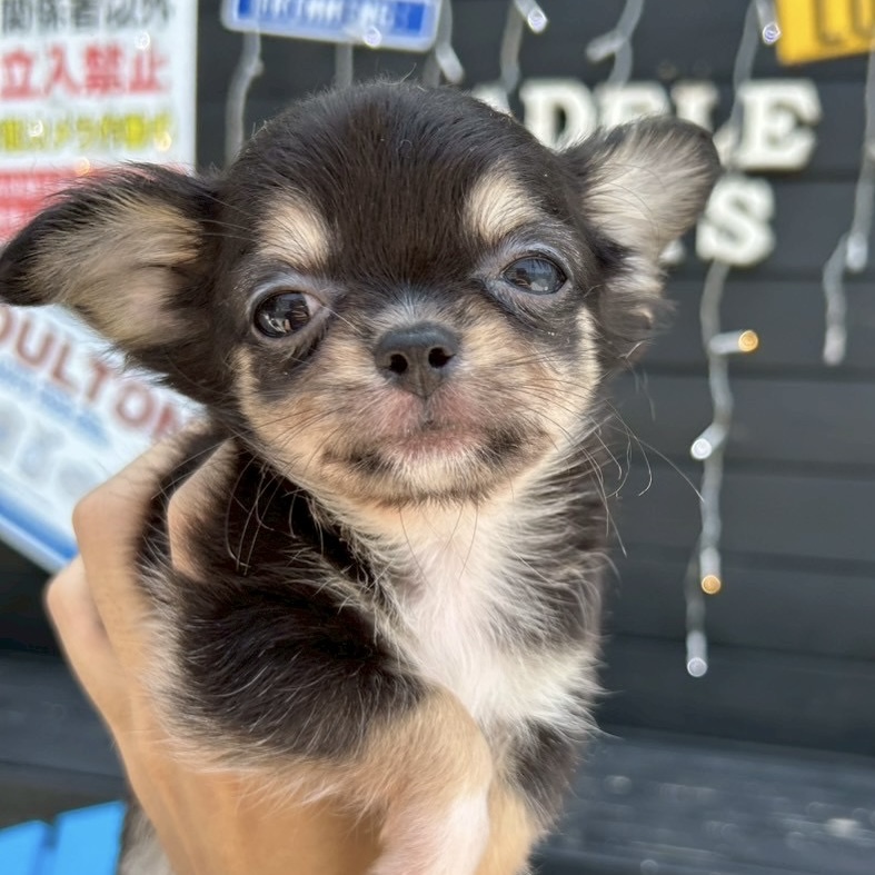 埼玉県のチワワ(ロング) (ADELE PETS/2025年4月20日生まれ/女の子/ブラックタン)の子犬の1枚目の画像