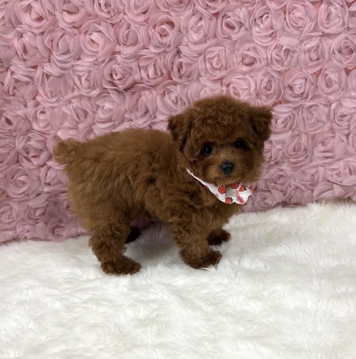 福岡県のタイニープードル (ぱぴぷぺっと福岡店/2025年3月24日生まれ/女の子/レッド)の子犬
