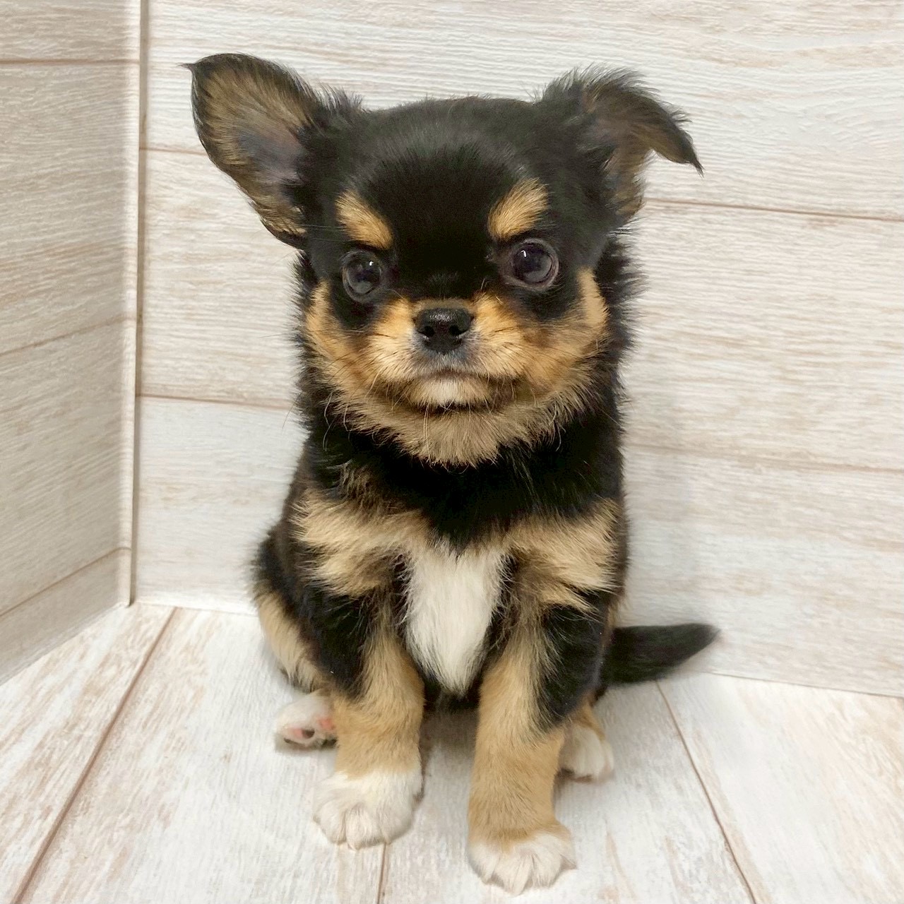 埼玉県のチワワ(ロング) (ペピカファミリー大宮宮原店/2025年9月19日生まれ/男の子/ブラックタンホワイト)の子犬の1枚目の画像