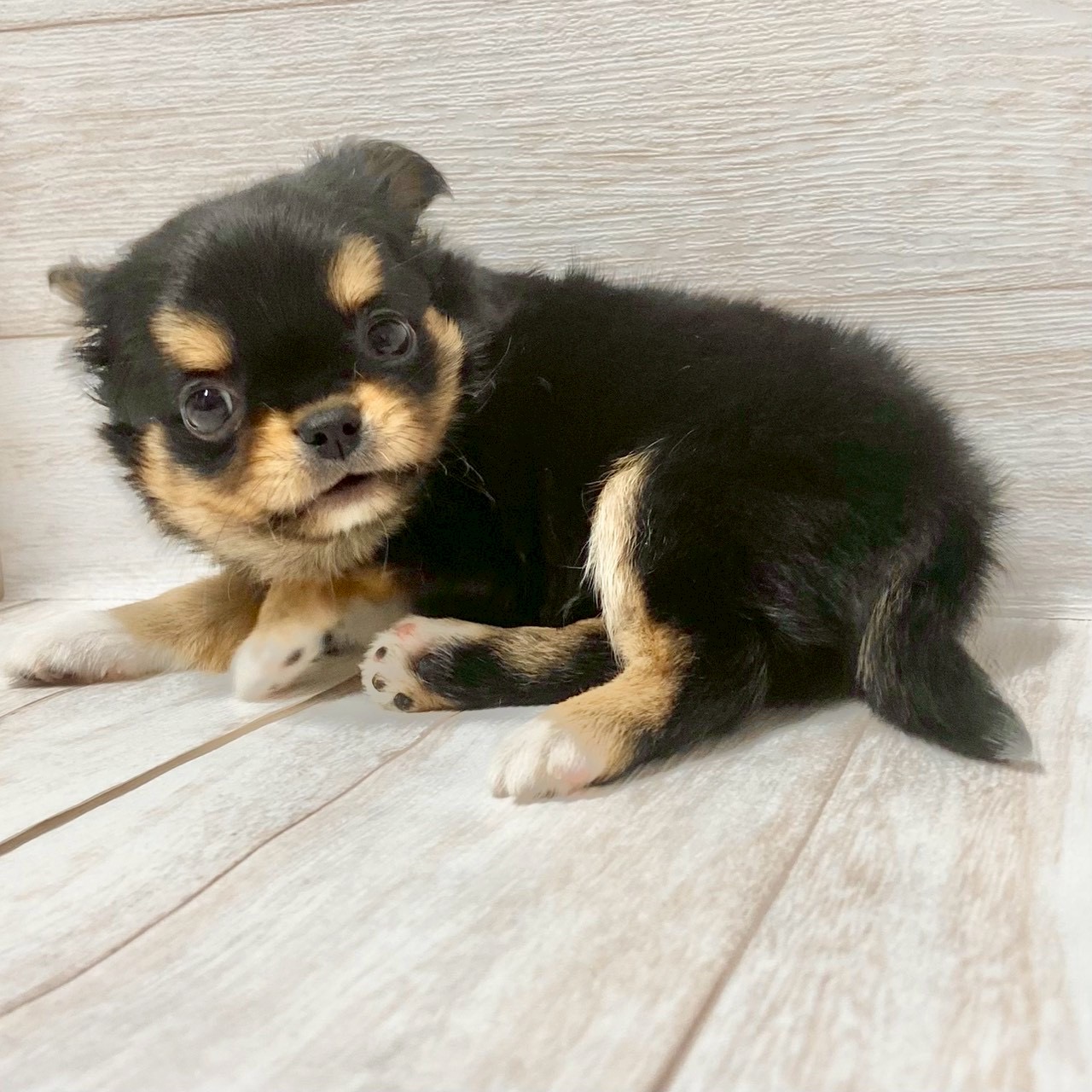 埼玉県のチワワ(ロング) (ペピカファミリー大宮宮原店/2025年9月19日生まれ/男の子/ブラックタンホワイト)の子犬の2枚目の画像