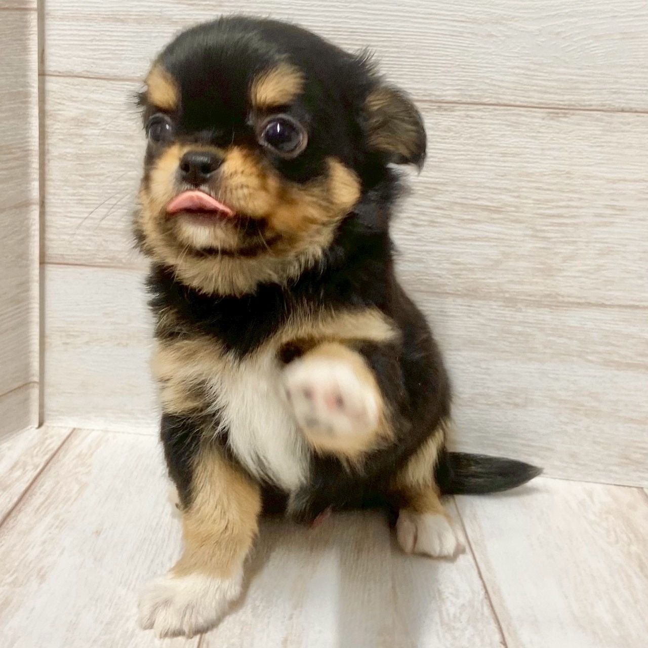 埼玉県のチワワ(ロング) (ペピカファミリー大宮宮原店/2025年9月19日生まれ/男の子/ブラックタンホワイト)の子犬の3枚目の画像