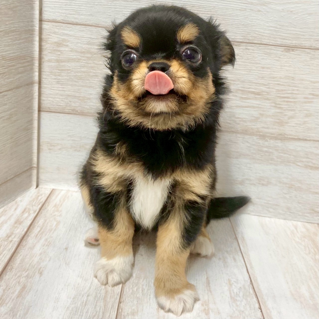 埼玉県のチワワ(ロング) (ペピカファミリー大宮宮原店/2025年9月19日生まれ/男の子/ブラックタンホワイト)の子犬の4枚目の画像