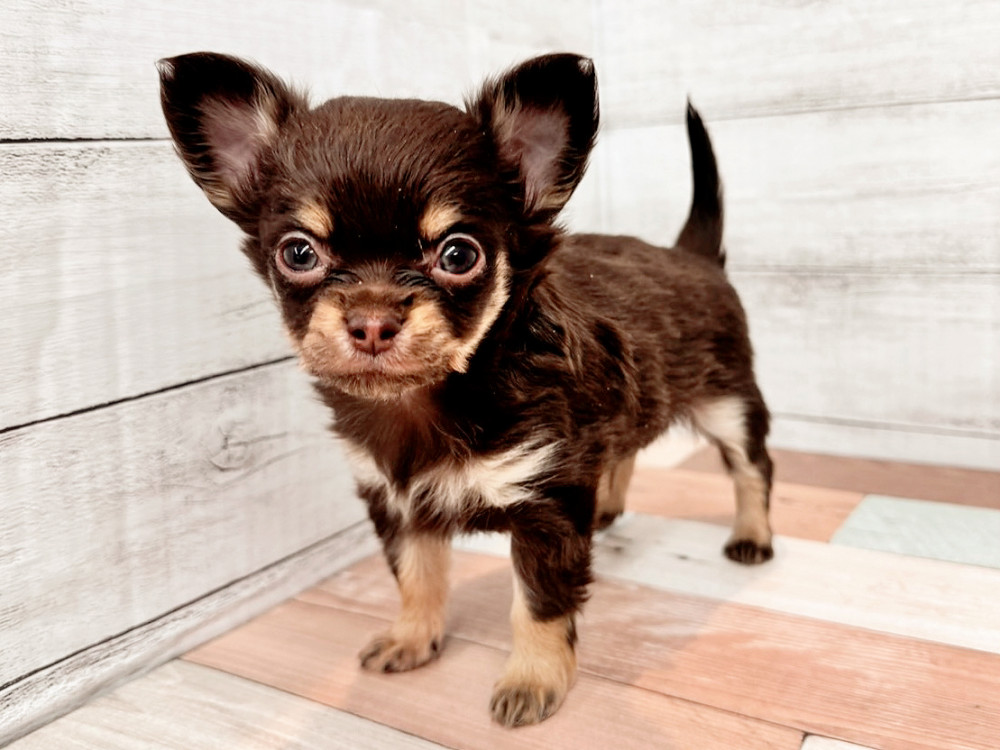 新潟県のチワワ(ロング) (竹内ペット 新潟西店/2026年1月30日生まれ/男の子/チョコレートタン)の子犬