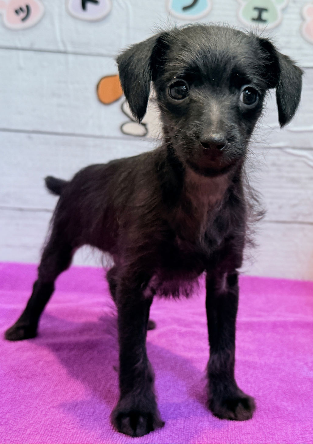 北海道のハーフ犬・ミックス犬 (ペットフェイス大谷地店/2026年1月18日生まれ/男の子/ブラック)の子犬