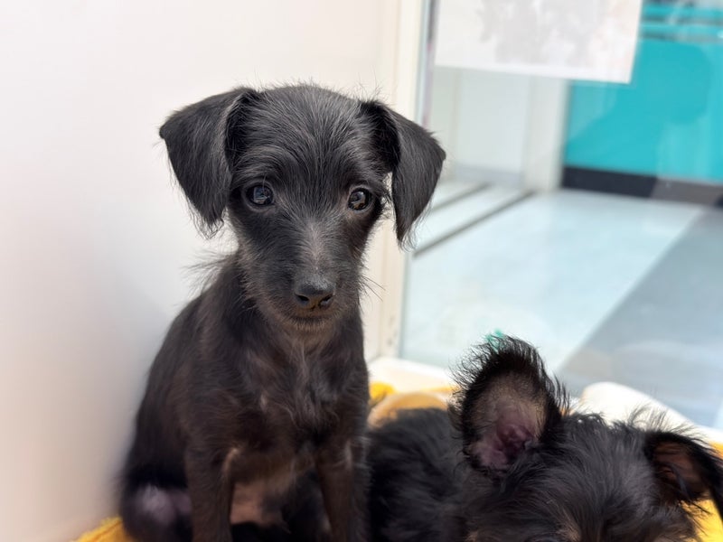 北海道のハーフ犬・ミックス犬 (ペットフェイス大谷地店/2026年1月18日生まれ/男の子/ブラック)の子犬の4枚目の画像