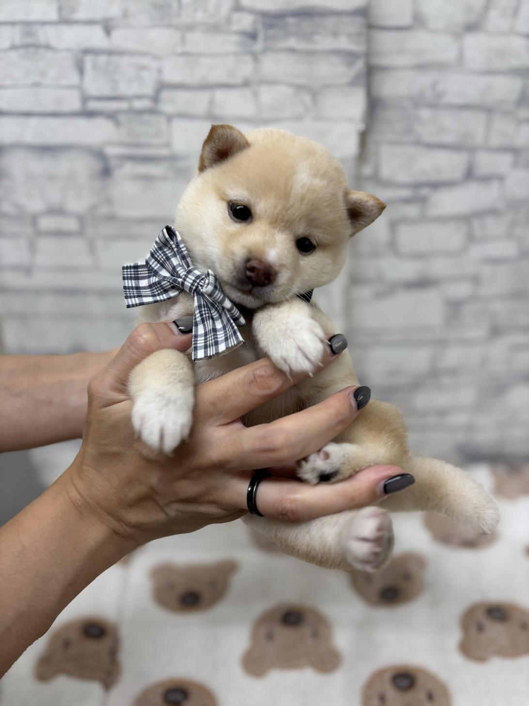 東京都の豆柴 (ディスワン若葉台店/2025年7月19日生まれ/男の子/白)の子犬の1枚目の画像