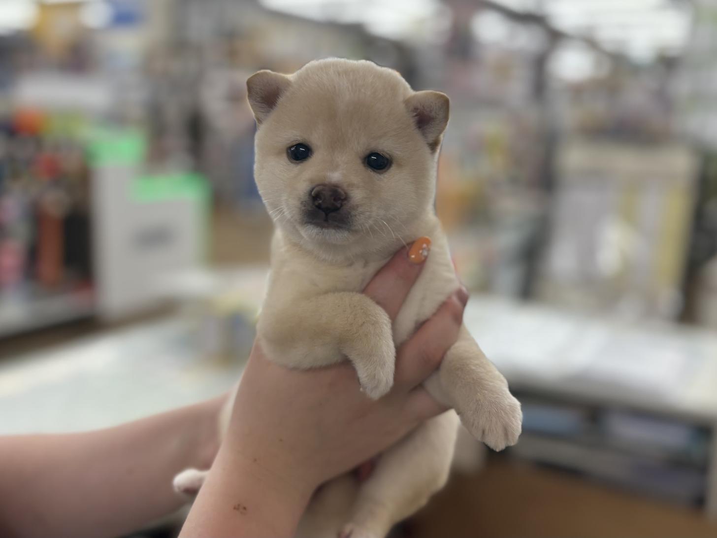 東京都の豆柴 (ディスワン若葉台店/2025年7月19日生まれ/男の子/白)の子犬の3枚目の画像