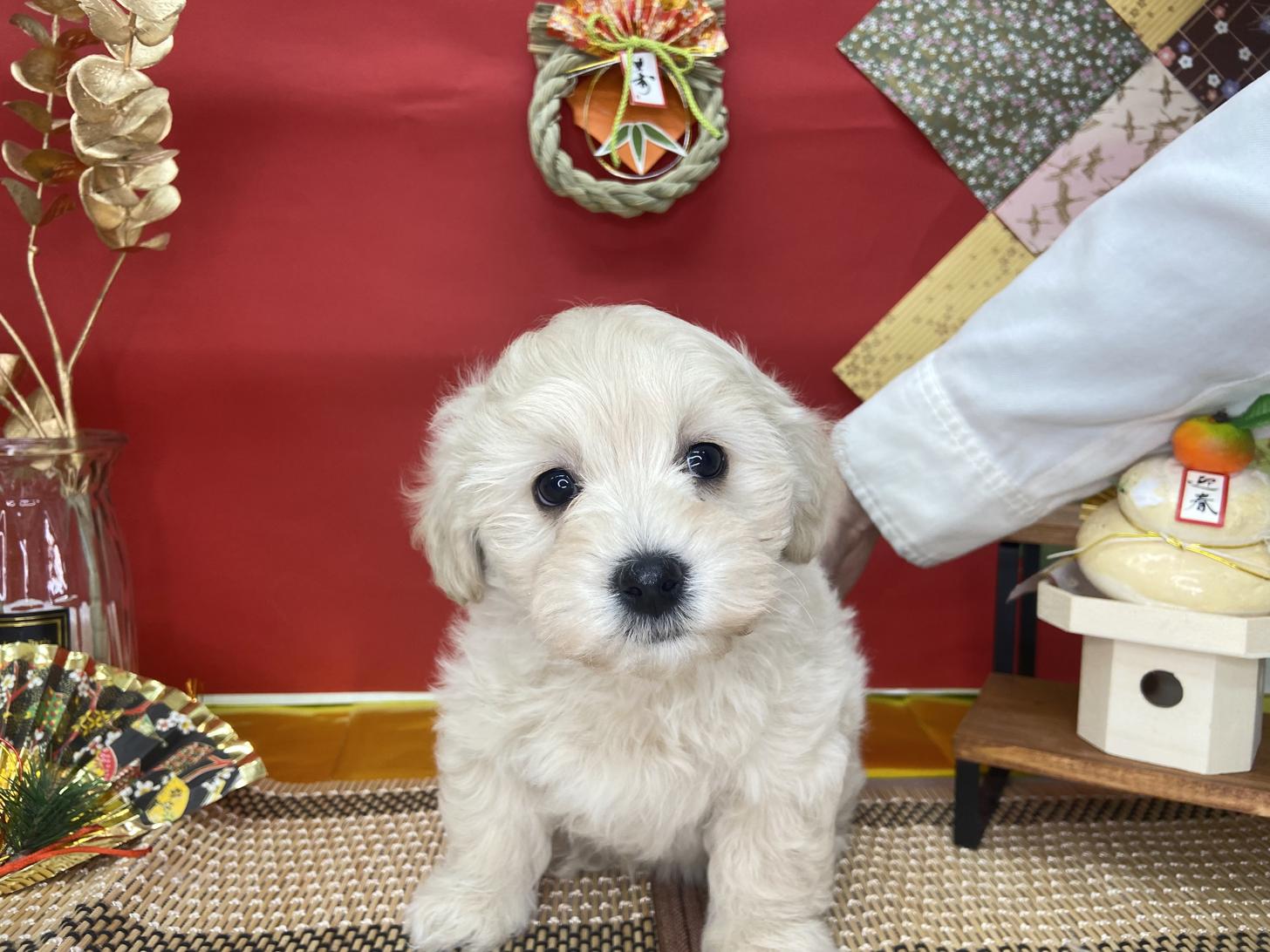 北海道のマルプー(マルチーズ×プードル) (ラブワンコ カインズ大曲店/2025年11月10日生まれ/男の子/クリーム)の子犬の1枚目の画像