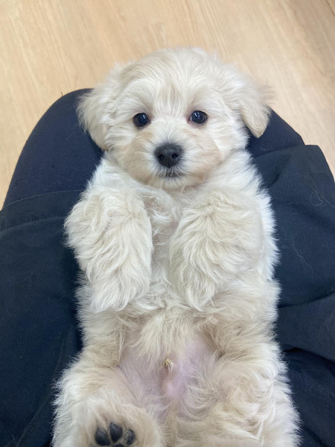 北海道のマルプー(マルチーズ×プードル) (ラブワンコ カインズ大曲店/2025年11月10日生まれ/男の子/クリーム)の子犬の2枚目の画像