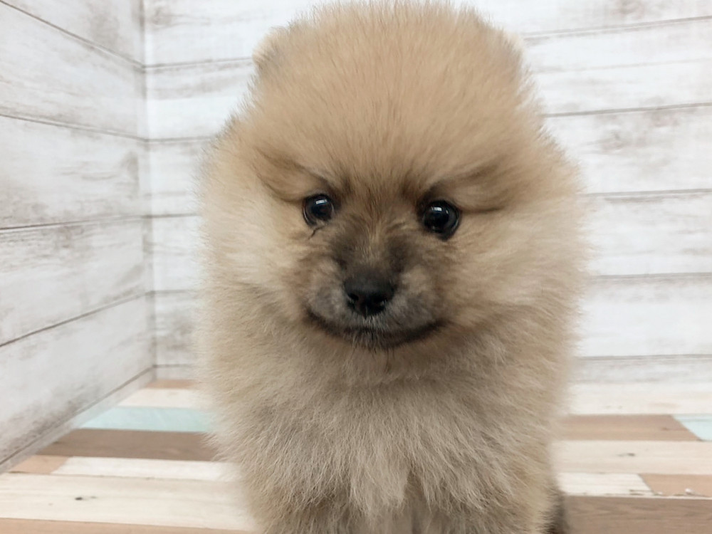 新潟県のポメラニアン (竹内ペット 白根店/2025年9月8日生まれ/女の子/オレンジ)の子犬の1枚目の画像