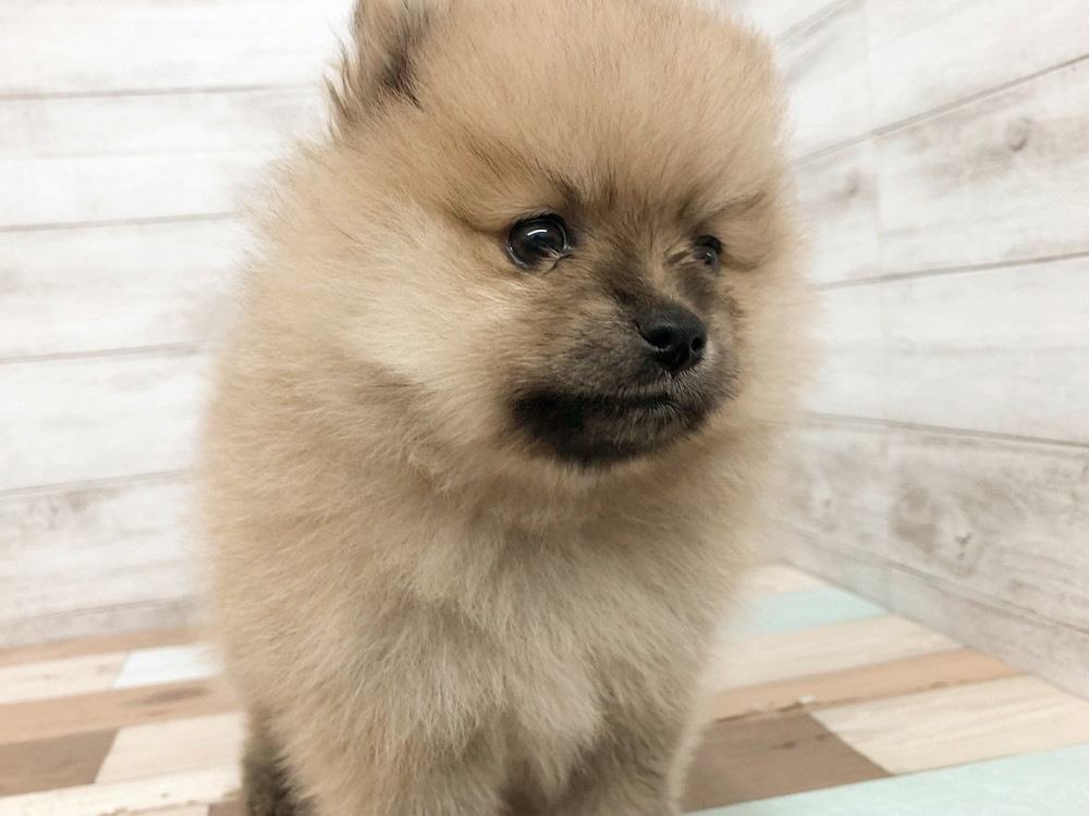 新潟県のポメラニアン (竹内ペット 白根店/2025年9月8日生まれ/女の子/オレンジ)の子犬の4枚目の画像