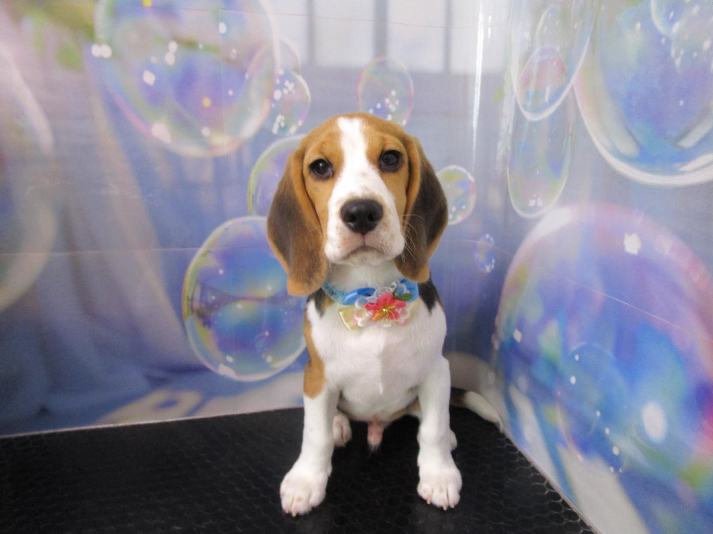 宮城県のビーグル (ズーズーカンパニー 八乙女店/2025年11月16日生まれ/男の子/ブラックホワイトタン)の子犬の1枚目の画像