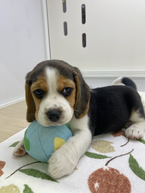 宮城県のビーグル (ズーズーカンパニー 八乙女店/2025年11月16日生まれ/男の子/ブラックホワイトタン)の子犬の2枚目の画像