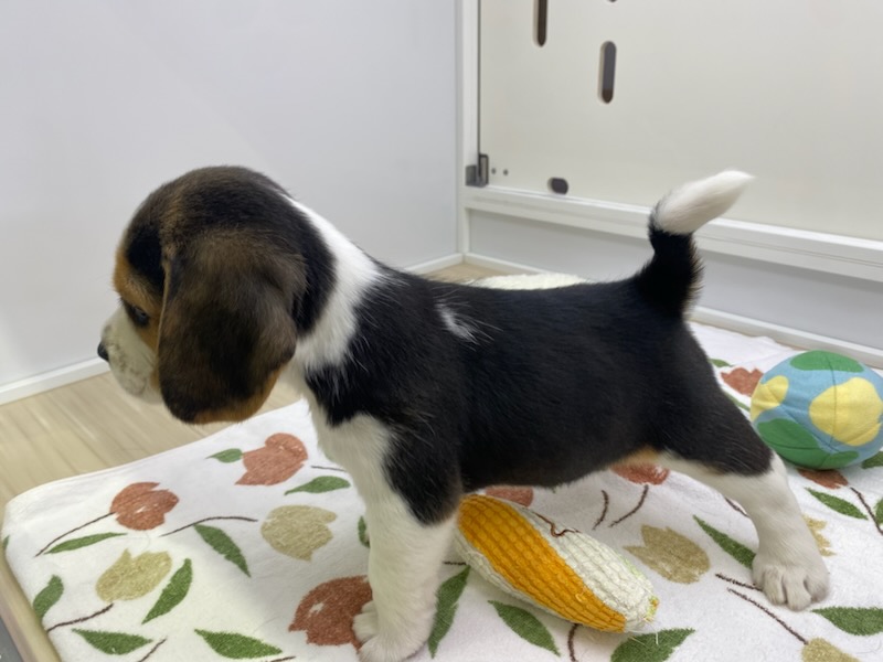 宮城県のビーグル (ズーズーカンパニー 八乙女店/2025年11月16日生まれ/男の子/ブラックホワイトタン)の子犬の3枚目の画像