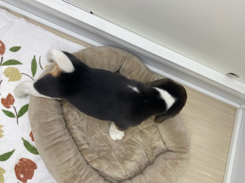 宮城県のビーグル (ズーズーカンパニー 八乙女店/2025年11月16日生まれ/男の子/ブラックホワイトタン)の子犬の4枚目の画像