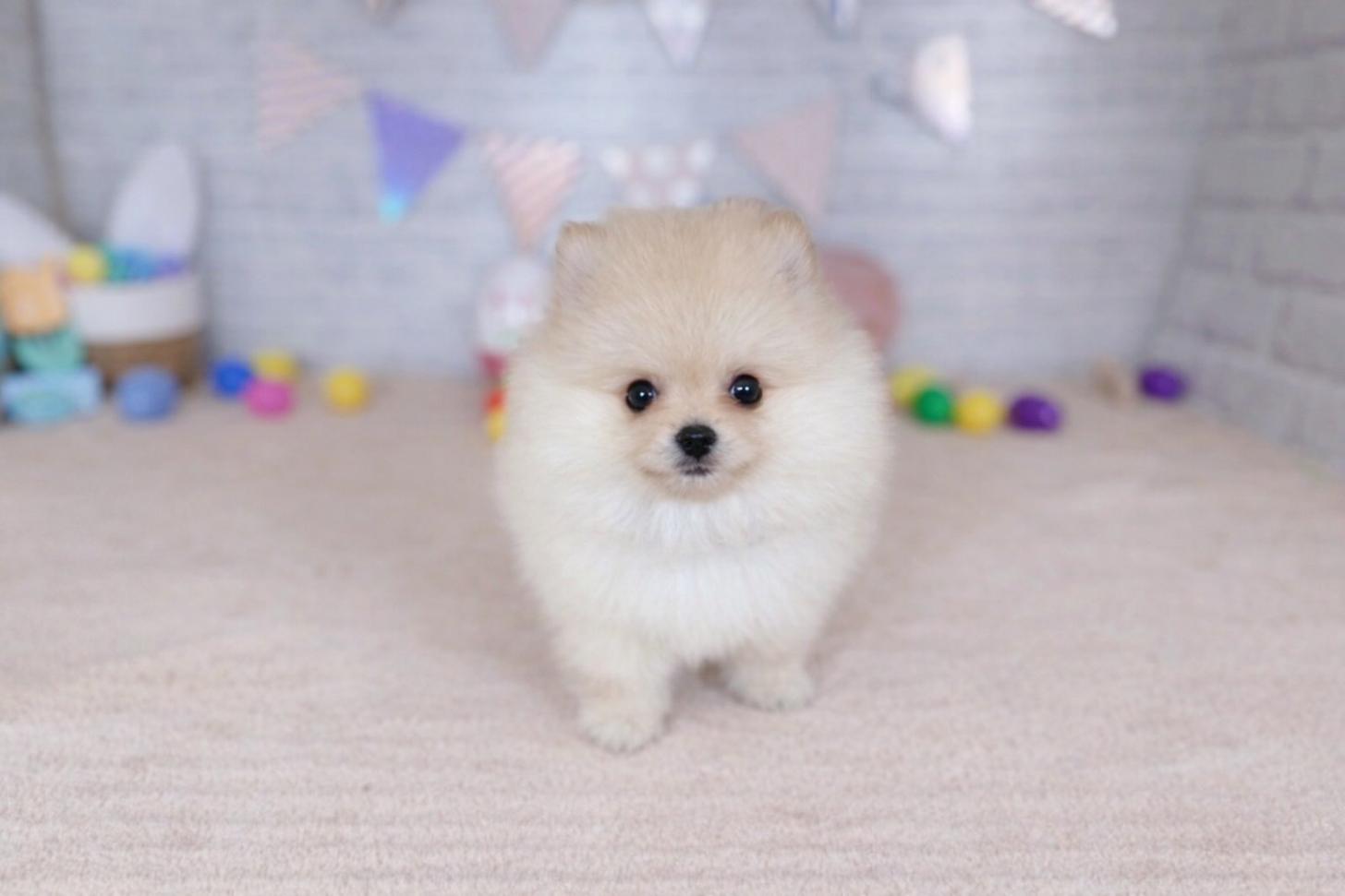 北海道のポメラニアン (ペットショップだんぼ/2025年12月29日生まれ/男の子/クリーム)の子犬の1枚目の画像