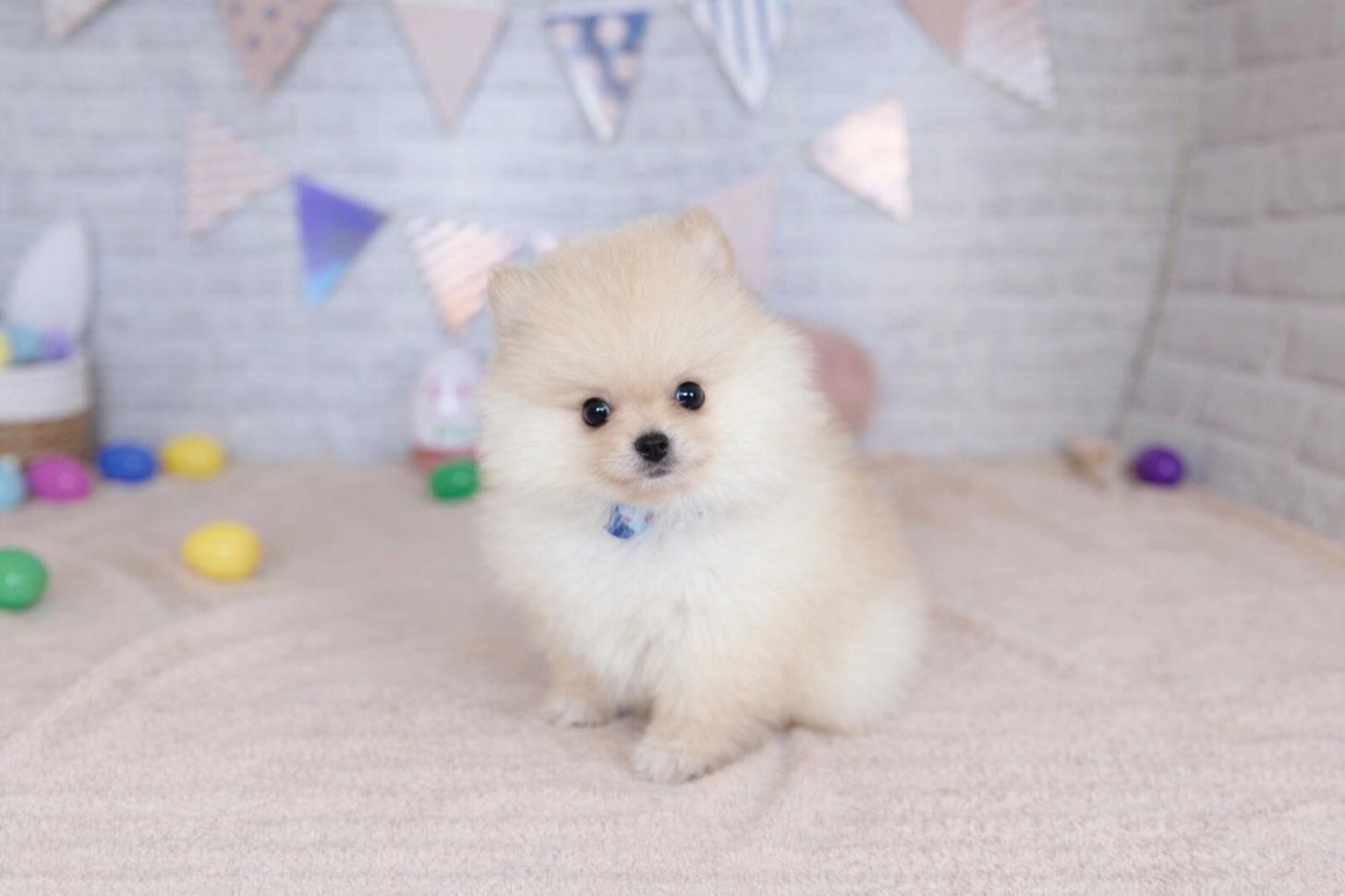 北海道のポメラニアン (ペットショップだんぼ/2025年12月29日生まれ/男の子/クリーム)の子犬の2枚目の画像