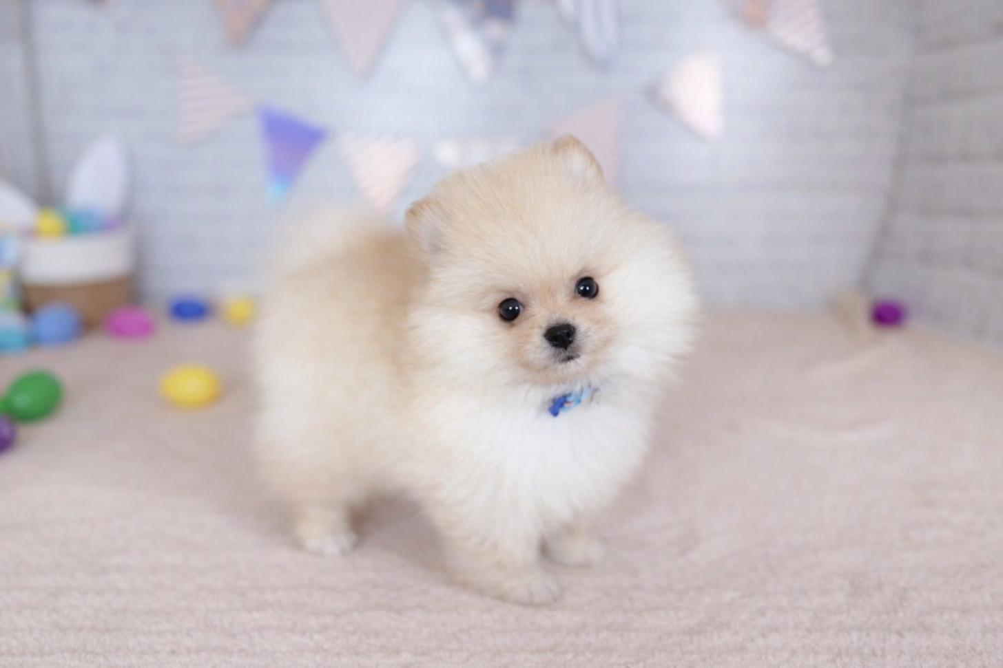 北海道のポメラニアン (ペットショップだんぼ/2025年12月29日生まれ/男の子/クリーム)の子犬の3枚目の画像