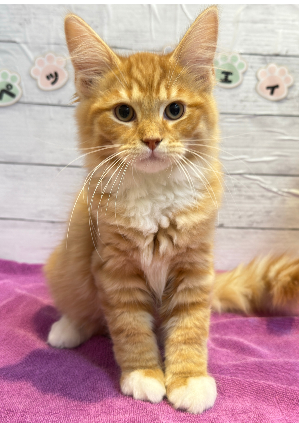 北海道のサイベリアン (ペットフェイス大谷地店/2025年12月20日生まれ/男の子/レッドタビー)の子猫の1枚目の画像