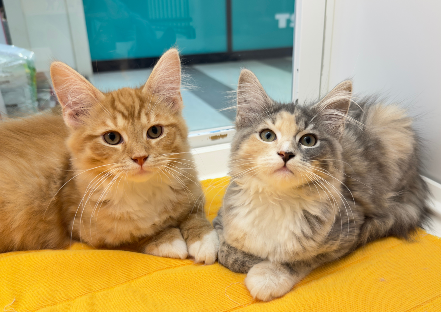 北海道のサイベリアン (ペットフェイス大谷地店/2025年12月20日生まれ/男の子/レッドタビー)の子猫の2枚目の画像